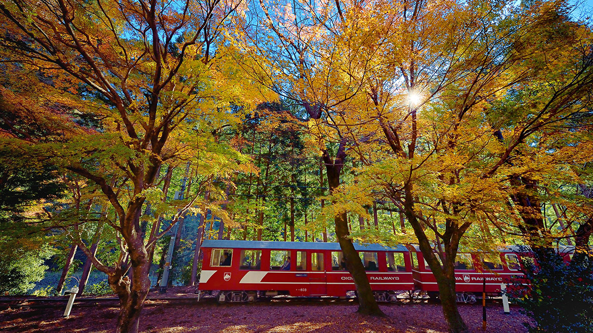 色づく秋の井川線